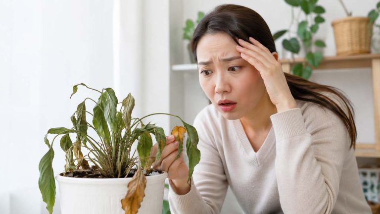 Một người phát hiện chậu cây trong nhà bị héo úa và vàng lá - Mẹo giữ cây trong nhà không bị úa hiệu quả