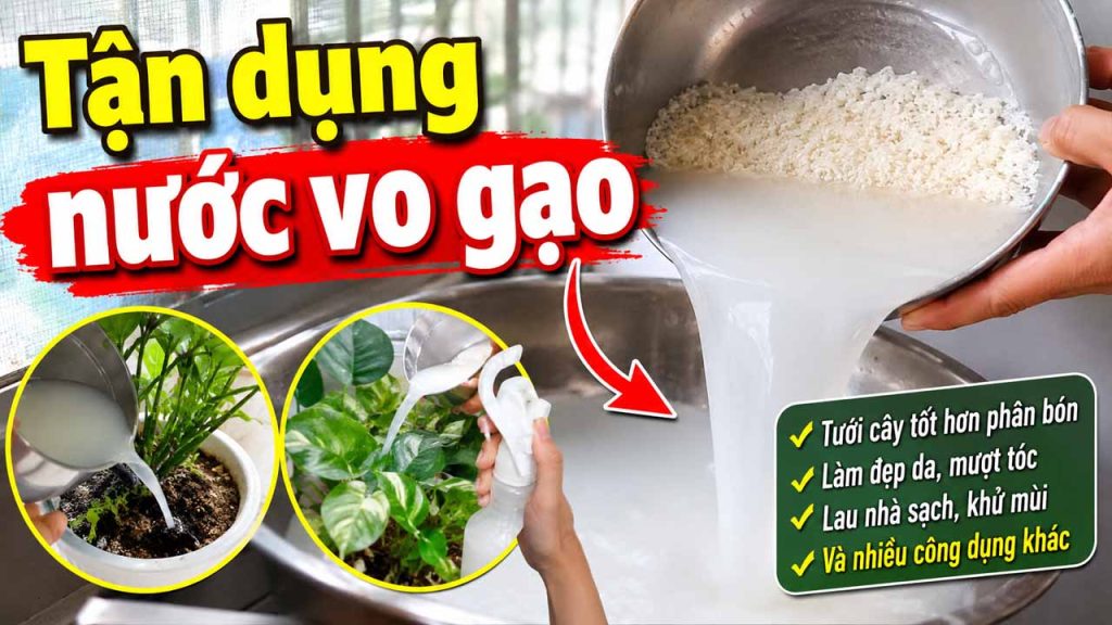 9 Mẹo Tận Dụng Nước Vo Gạo Mà Nhiều Người Chưa Biết