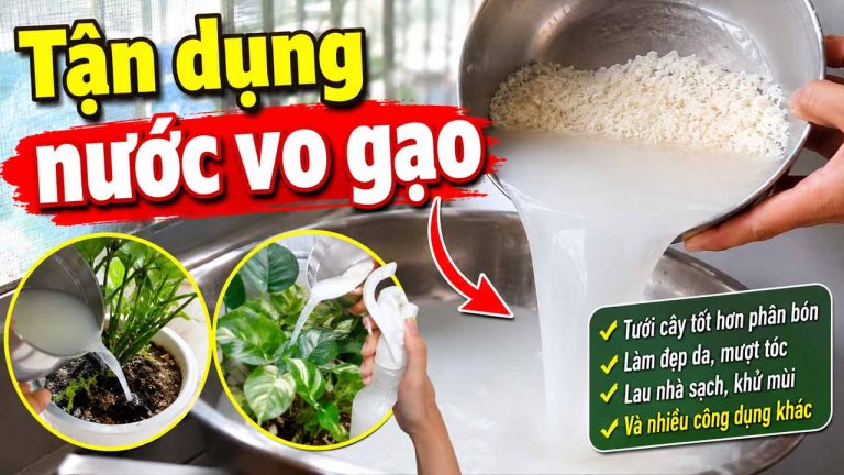 Mẹo tận dụng nước vo gạo mà nhiều người chưa biết trong cuộc sống hằng ngày