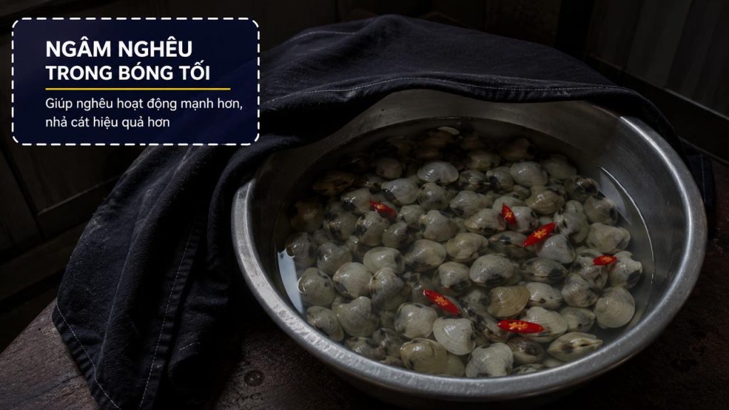 Ngâm nghêu trong bóng tối giúp nghêu nhả cát tốt hơn