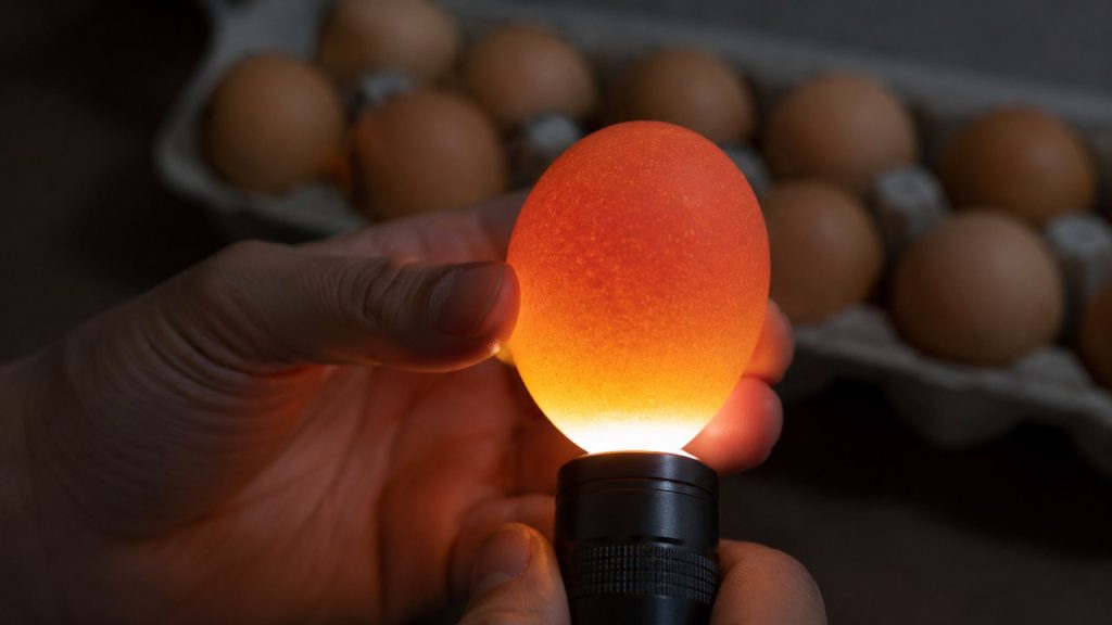 Soi trứng dưới ánh đèn để kiểm tra độ tươi của trứng gà