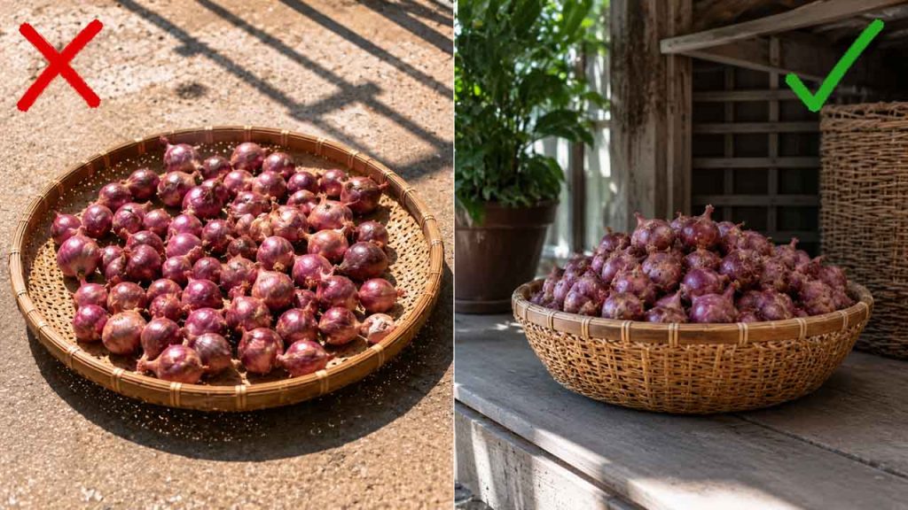 Không để hành tím dưới ánh nắng trực tiếp để giữ chất lượng lâu hơn