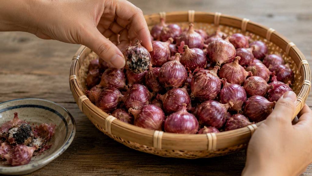 Loại bỏ củ hành tím bị hỏng ngay khi phát hiện để tránh lây sang củ khác