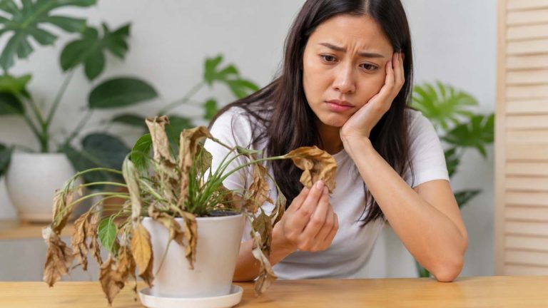 Mẹo nhận biết cây đang thiếu nước khi cây bị khô héo