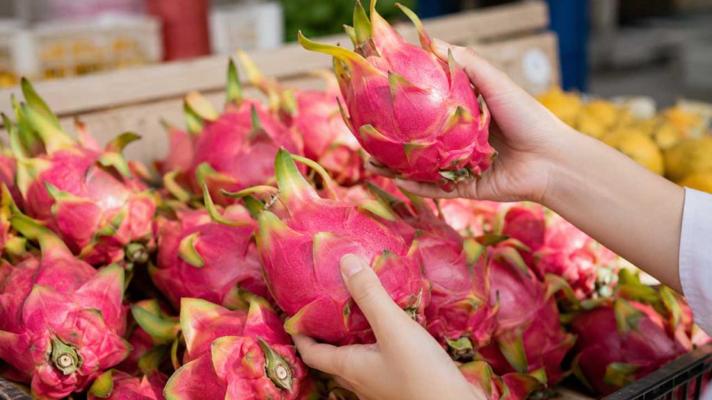 Lựa chọn những quả thanh long còn tươi giúp bảo quản được lâu hơn