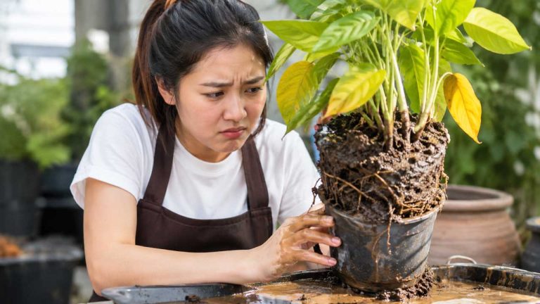 Mẹo nhận biết cây bị úng nước