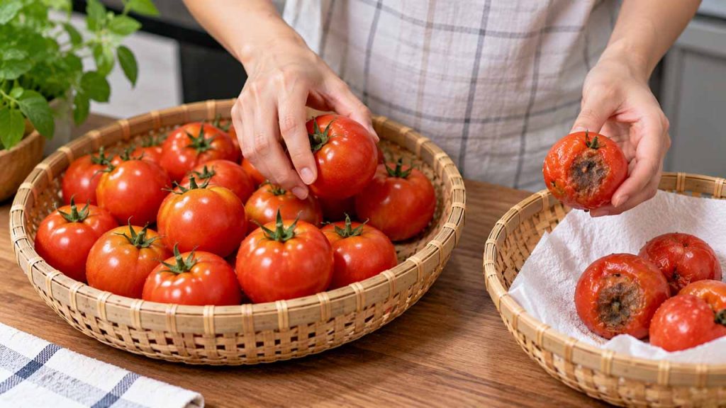 Phân loại và loại bỏ cà chua bị dập
